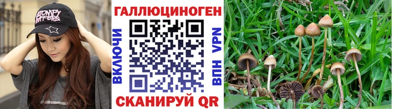 где купить   Иннополис  Галлюциногенные грибы Magic Shrooms 